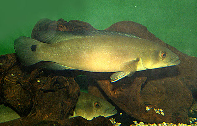 Crenicichla lugubris Heckel, 1840